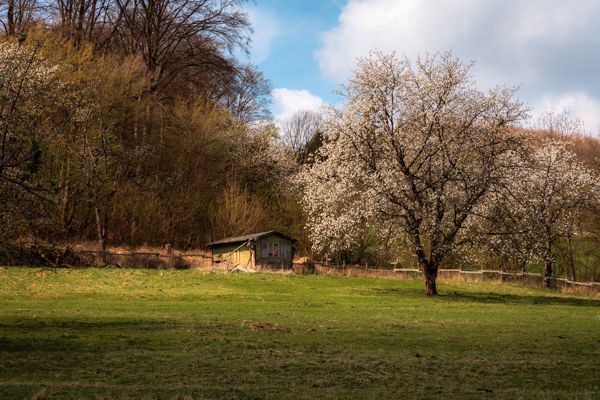 Kirschblüte Witzenhausen