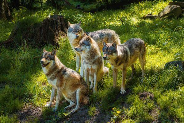 Tiere